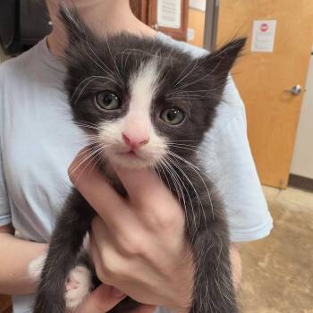 Kyten - 061908U -  Domestic Short Hair Cat for Adoption in Tupelo, Mississippi - Kyten - 061908U | PetCurious