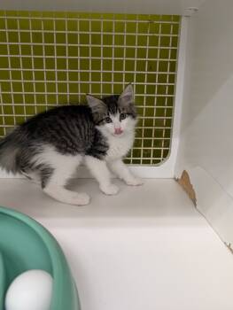 Rescue Tabby Cats for Adoption in San Antonio, Texas - Zya | PetCurious