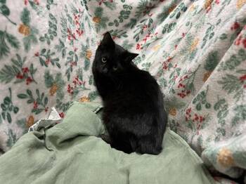 Domestic Short Hair Cats Available for Adoption - A1259107 | PetCurious