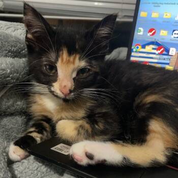 Rescue Domestic Short Hair Cats for Adoption in Lions Bay, British Columbia - Splat | PetCurious