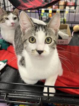 Edward Cullen CA -  Domestic Short Hair Cat for Adoption in Schertz, Texas - Edward Cullen CA | PetCurious