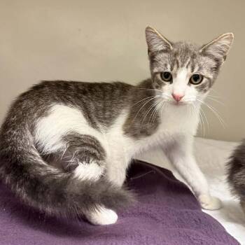Leonidas -  Domestic Short Hair Cat for Adoption in Jacksboro, Tennessee - Leonidas | PetCurious