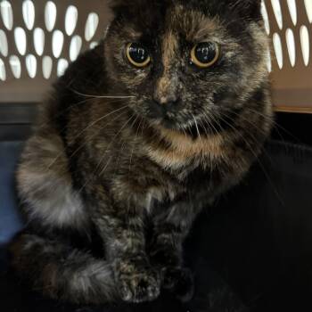 Tortoiseshell Cats Available for Adoption in Columbia, South Carolina - Clawdia | PetCurious