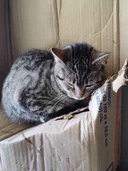 Tabitha -  Domestic Short Hair Cat for Adoption in Cromwell, Kentucky - Tabitha | PetCurious