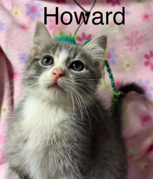 Howard -  Domestic Short Hair Cat for Adoption in Princeton, Indiana - Howard | PetCurious