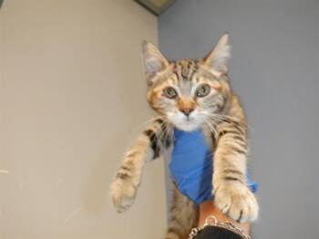 HONEY -  Domestic Short Hair Cat for Adoption in San Jose, California - HONEY | PetCurious