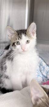 Bubba -  Domestic Short Hair Cat for Adoption in Venice, Florida - Bubba | PetCurious