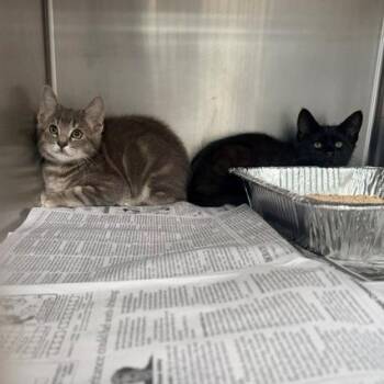 Hans -  Domestic Short Hair Cat for Adoption in Long Beach, California - Hans | PetCurious