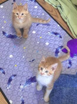 Domestic Long Hair Cats Available for Adoption - Ginger | PetCurious