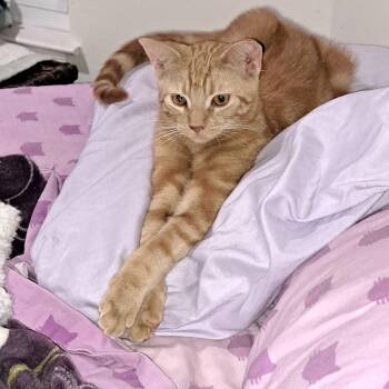 Acorn -  Domestic Short Hair Cat for Adoption in Ferndale, Michigan - Acorn | PetCurious
