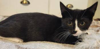 Tobias -  Tuxedo Cat for Adoption in Hamilton, Ontario - Tobias | PetCurious