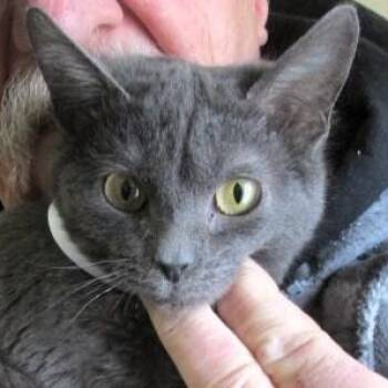 Russian Blue and Domestic Short Hair Cats Available for Adoption - Truffles | PetCurious