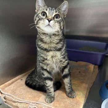 Mighty Eagle -  Domestic Short Hair Cat for Adoption in La Grange Park, Illinois - Mighty Eagle | PetCurious