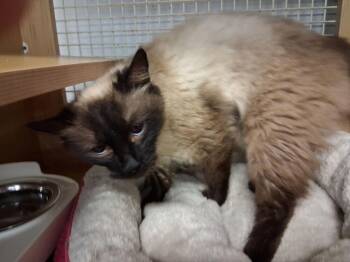 Siamese and Balinese Cats Available for Adoption in Dallas, Texas - Mingau 0410 | PetCurious