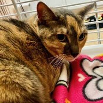 Esther -  Dilute Calico Cat for Adoption in Green Valley, Arizona - Esther | PetCurious