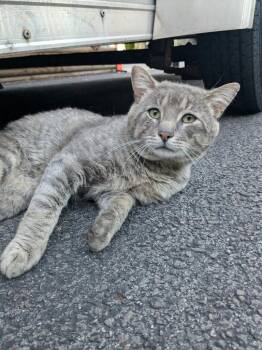 Rocky -  Domestic Short Hair Cat for Adoption in Liverpool, New York - Rocky | PetCurious