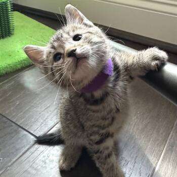 Moonglow -  Domestic Short Hair Cat for Adoption in Cumming, Georgia - Moonglow | PetCurious