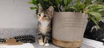 Julie -  Domestic Short Hair Cat for Adoption in Henderson, North Carolina - Julie | PetCurious