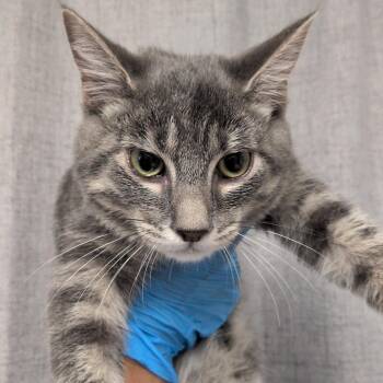 Slate -  Domestic Short Hair Cat for Adoption in Hattiesburg, Mississippi - Slate | PetCurious