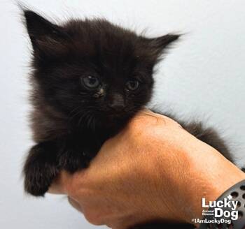 Dan -  Domestic Long Hair Cat for Adoption in Washington, District Of Columbia - Dan | PetCurious