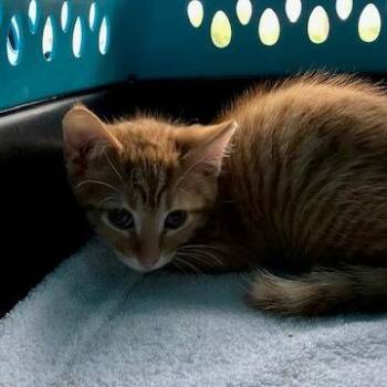 Ford - Chow Hound Northland -  Domestic Short Hair Cat for Adoption in Grand Rapids, Michigan - Ford - Chow Hound Northland | PetCurious
