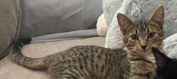 Ernie -  Domestic Short Hair Cat for Adoption in Chicago, Illinois - Ernie | PetCurious