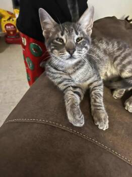 Domestic Short Hair Cats Available for Adoption - Apollo | PetCurious
