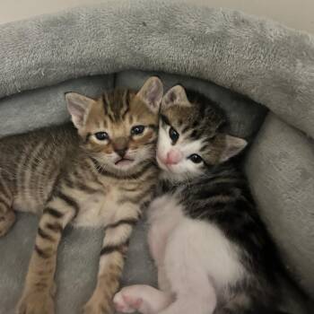 Taquito 6 -  Domestic Short Hair Cat Available for Adoption in Austin, Texas - Taquito 6 | PetCurious