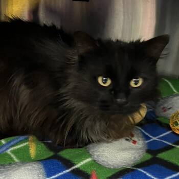 Domestic Long Hair Cats Available for Adoption in Grand Rapids, Michigan - Pepper | PetCurious