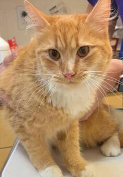 Domestic Long Hair Cats Available for Adoption - CORA | PetCurious