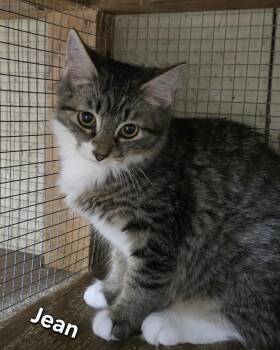 Rescue Tabby Cats for Adoption in Anniston, Alabama - Jean | PetCurious
