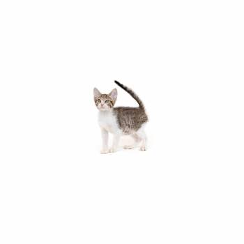 Paprika -  Domestic Short Hair Cat for Adoption in Los Angeles, California - Paprika | PetCurious