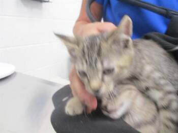 MILO -  Domestic Short Hair Cat for Adoption in Ocala, Florida - MILO | PetCurious