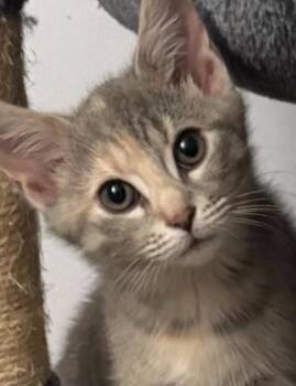 Rescue Domestic Short Hair Cats for Adoption in Roanoke, Virginia - Gracie | PetCurious