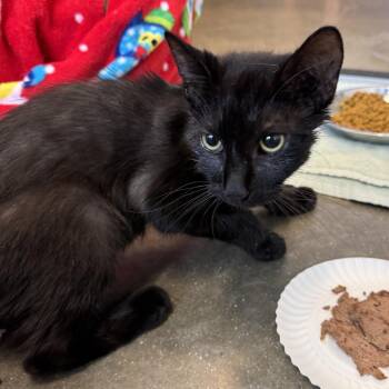 Pita -  Domestic Short Hair Cat for Adoption in Fort Wayne, Indiana - Pita | PetCurious