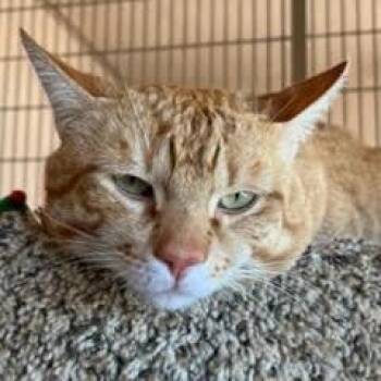 Rescue Tabby Cats for Adoption in Green Valley, Arizona - Donovan | PetCurious
