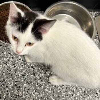 Domestic Short Hair Cats Available for Adoption - Zebra Cake | PetCurious