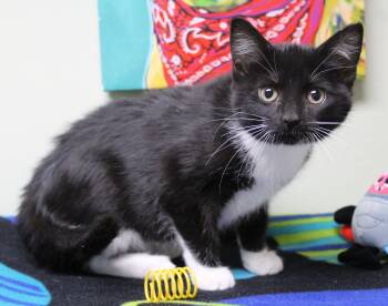Domestic Short Hair Cats Available for Adoption - Sunlight | PetCurious