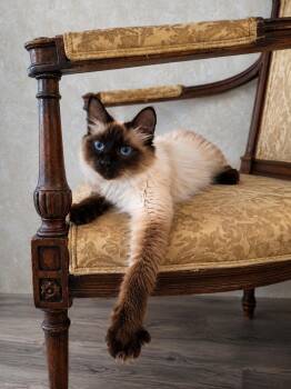 Coco -  Siamese Cat for Adoption in Polk City, Florida - Coco | PetCurious