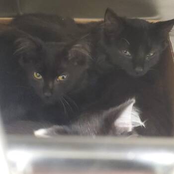 Parrot -  Domestic Short Hair Cat for Adoption - Parrot | PetCurious