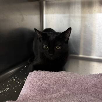 Rescue Domestic Short Hair Cats for Adoption in Middleburg, Florida - Juan 27871 | PetCurious