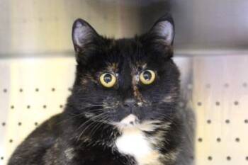 Domestic Short Hair Cats Available for Adoption in Kansas City, Missouri - Katherine | PetCurious