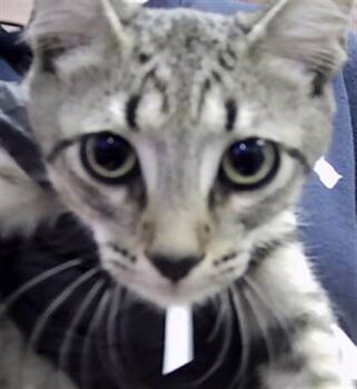 TURBO -  Domestic Short Hair Cat for Adoption in St. Cloud, Florida - TURBO | PetCurious