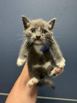 MO-MO -  Domestic Short Hair Cat for Adoption in Doral, Florida - MO-MO | PetCurious