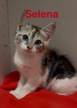Tabby Cats Available for Adoption in Casselberry, Florida - Selena | PetCurious