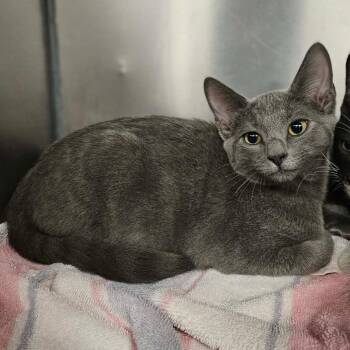 Kamuro -  Domestic Short Hair Cat for Adoption in Martinsville, Virginia - Kamuro | PetCurious