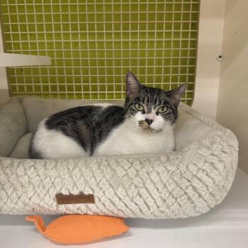 Domestic Short Hair Cats Available for Adoption - Daisy | PetCurious