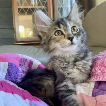 Vernors -  Domestic Medium Hair Cat for Adoption in Royal Oak, Michigan - Vernors | PetCurious