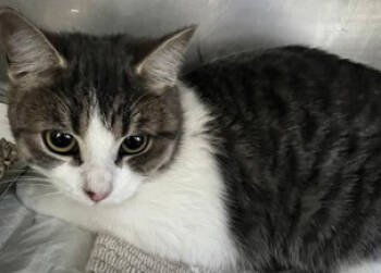 Rescue Domestic Short Hair Cats for Adoption in Simcoe, Ontario - Yce | PetCurious