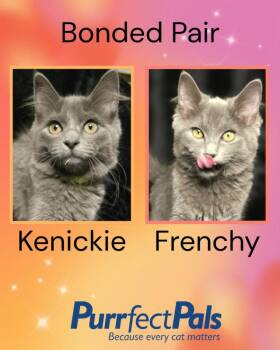 Kenickie -  Domestic Long Hair Cat for Adoption in Arlington, Washington - Kenickie | PetCurious